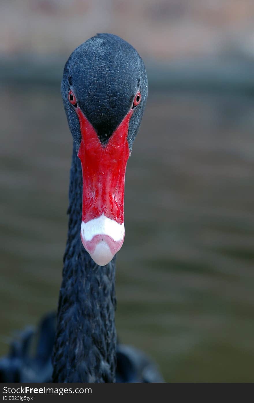 Black Swan