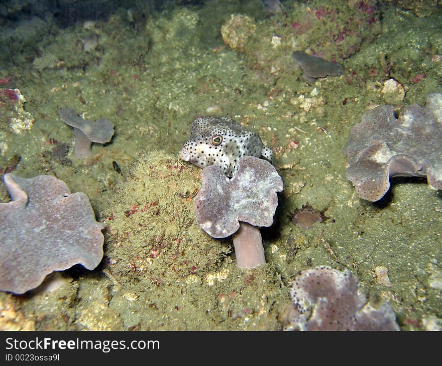 This boxfish is trying to hide behind a softcoral. This boxfish is trying to hide behind a softcoral