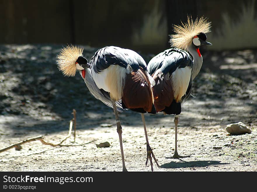 royal Cranes close-up