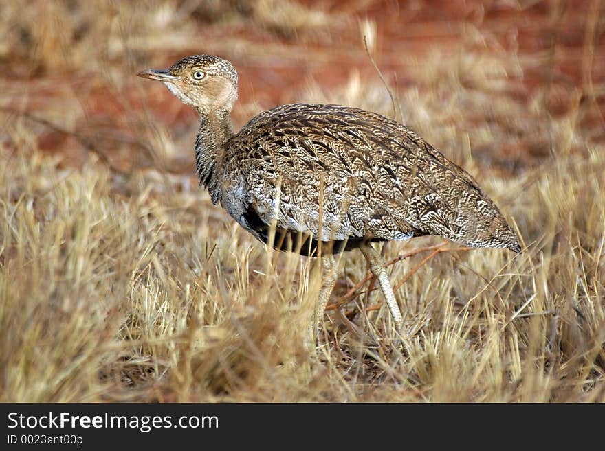 Buff-crested bustard female