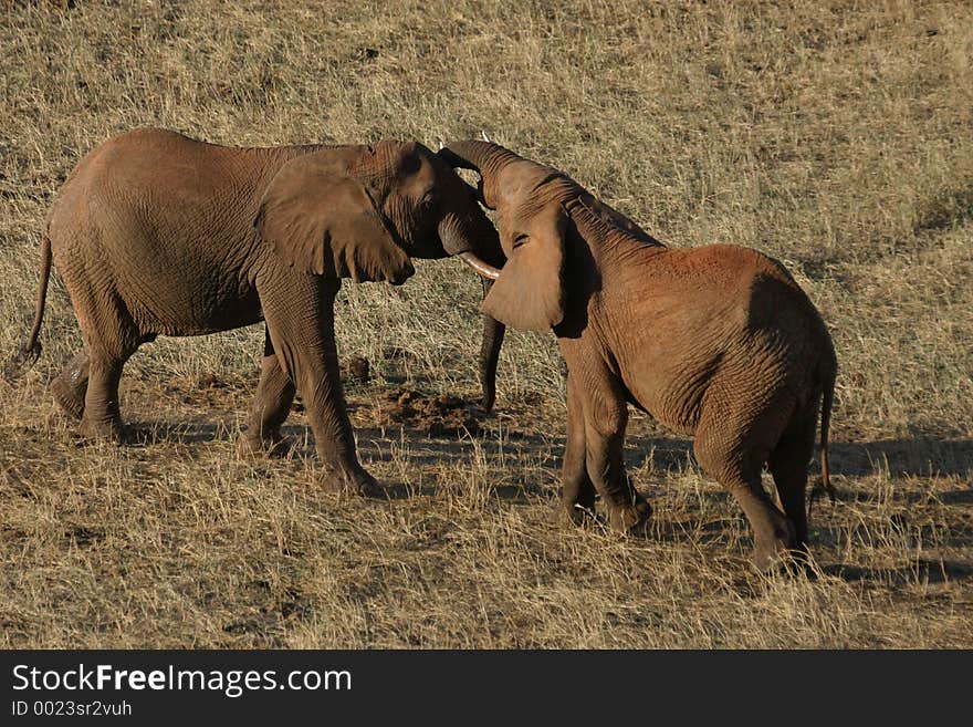 African Elephants