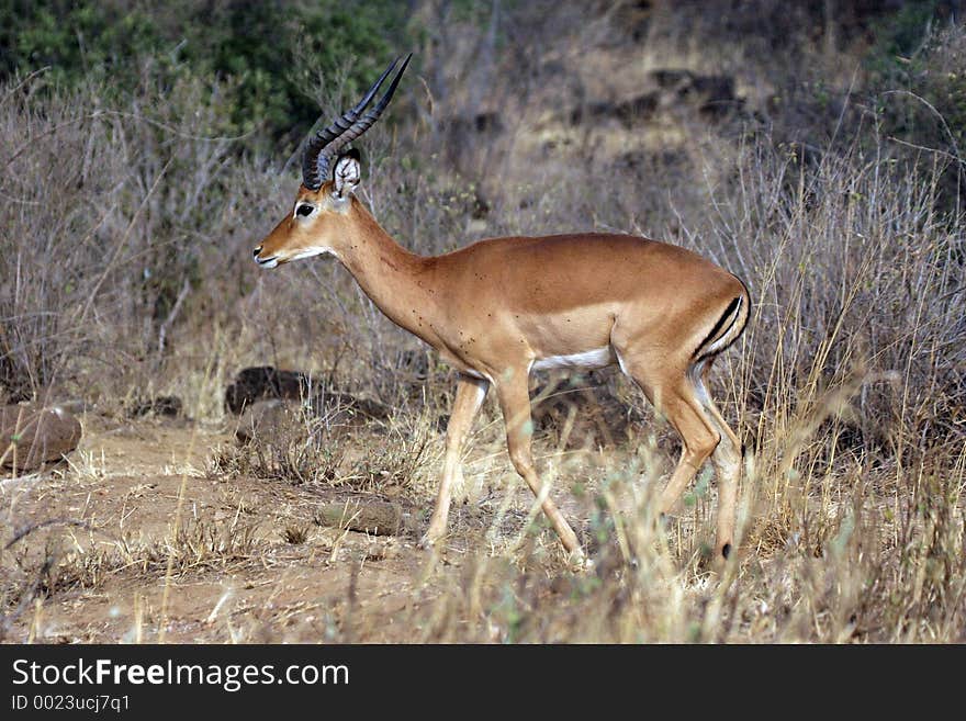 Impala