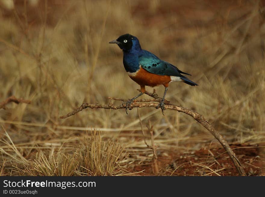 Superb Starling