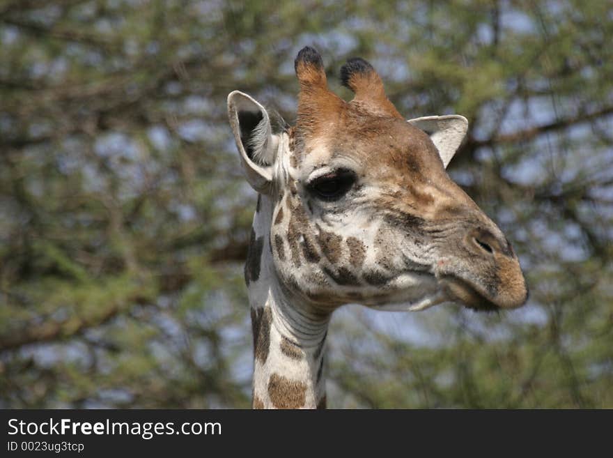 Portrait of giraffe