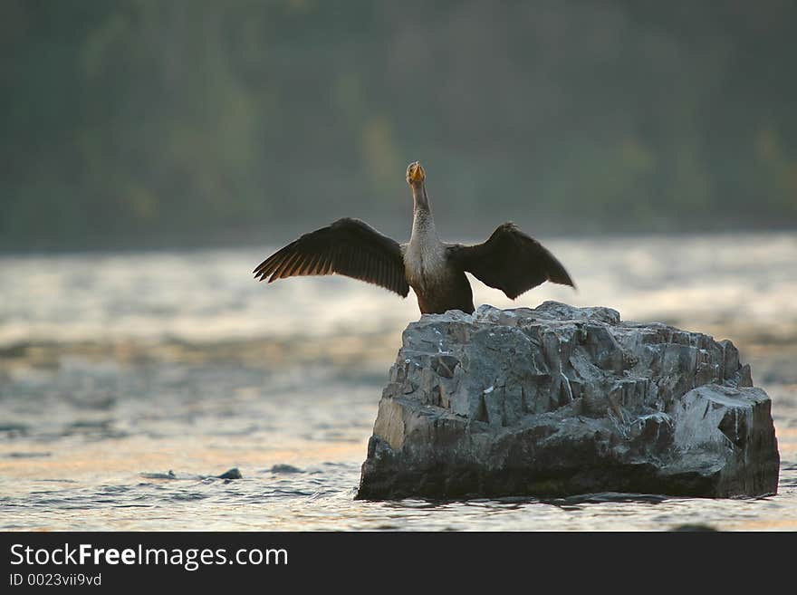 Cormorant drying wings