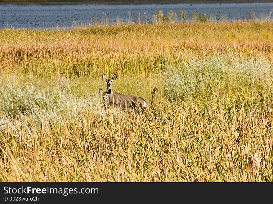 Doe And Daughter