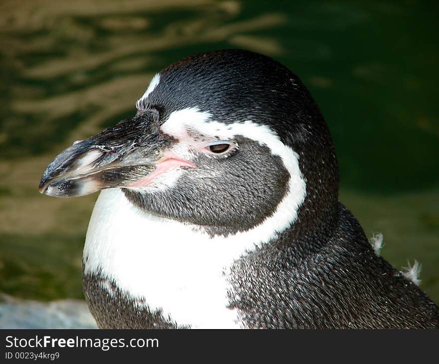 Closeup of a penguin