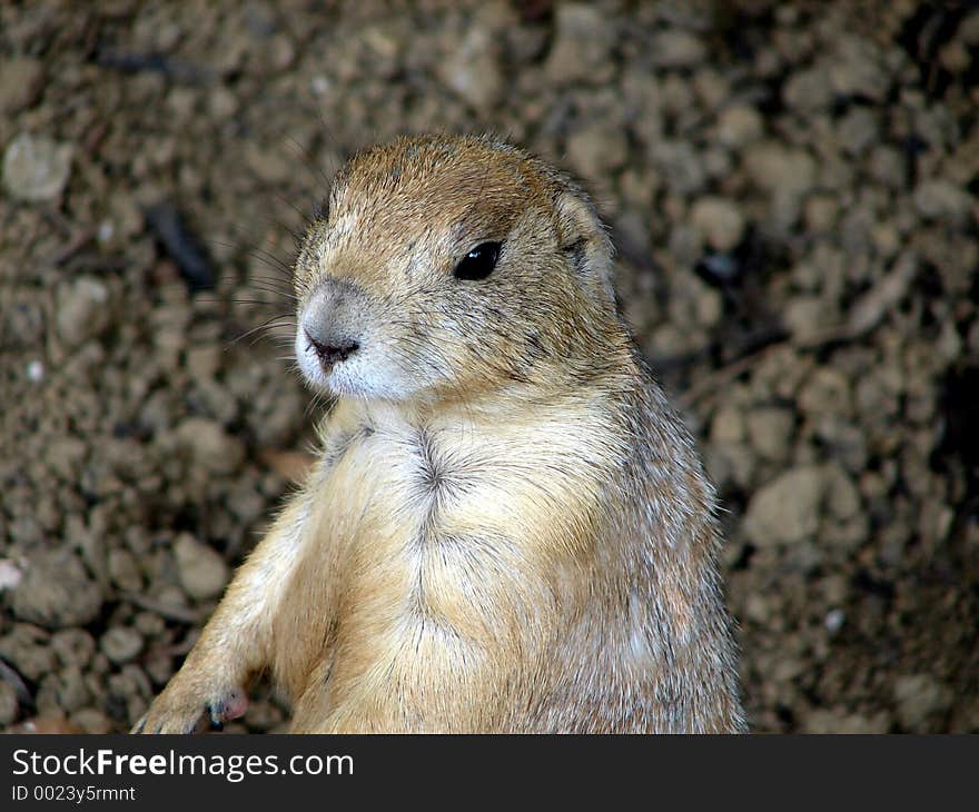 Prairie dog