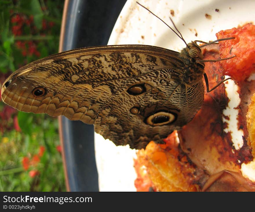 A butterfly at the zoo enjoys some fruit. A butterfly at the zoo enjoys some fruit