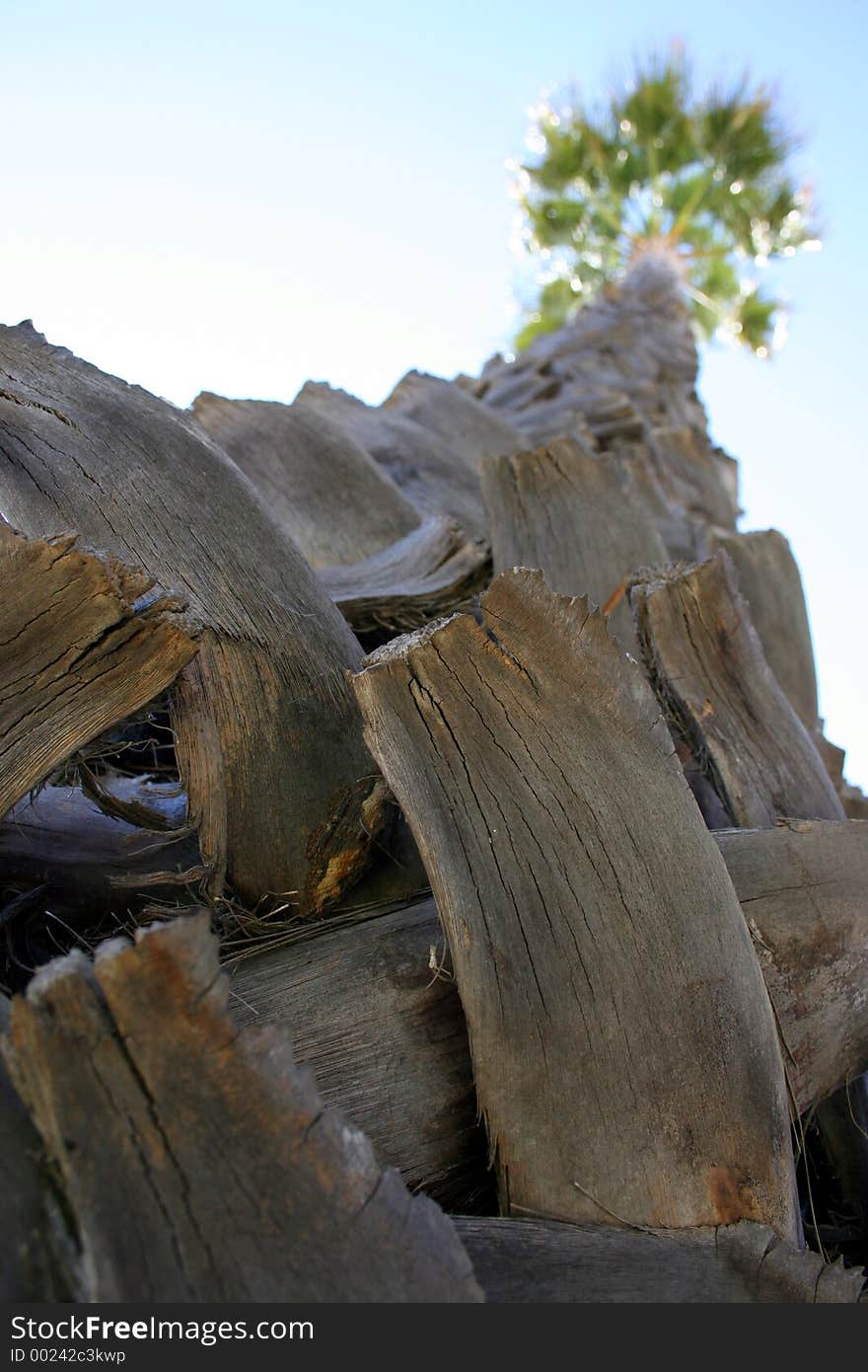 Tall Palm Tree, Depth of Field