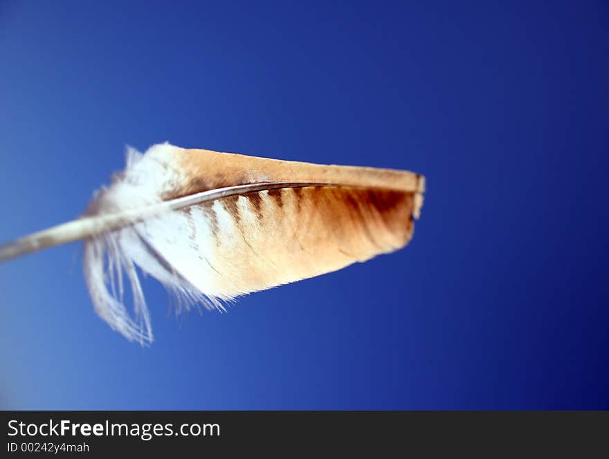 Golden Feather against Blue Sky. Golden Feather against Blue Sky