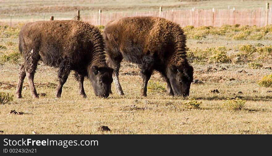 Buffalo Calves