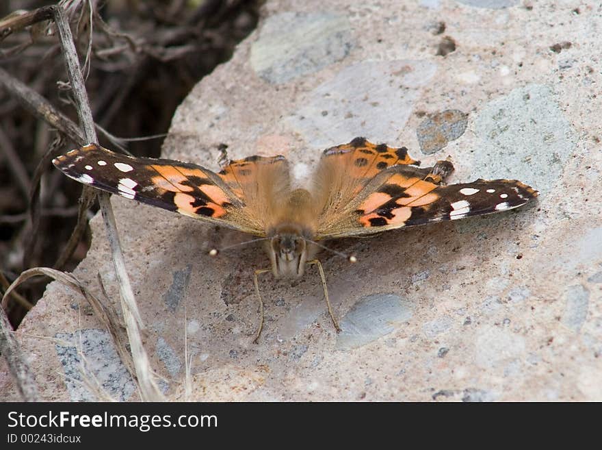 A bright orange, black and brown butter fly stops on a rock long enough to give the photographer the eye. A bright orange, black and brown butter fly stops on a rock long enough to give the photographer the eye.