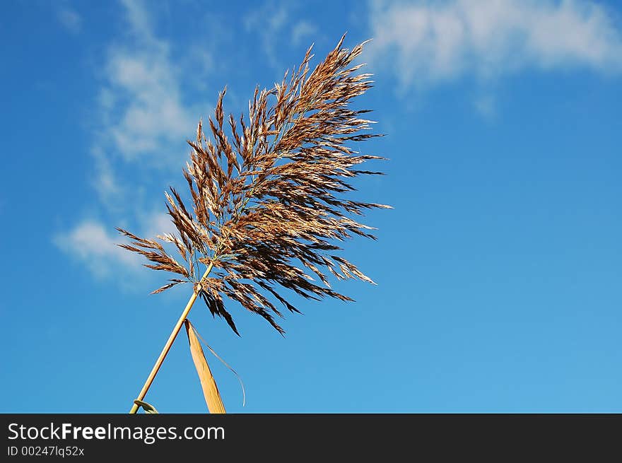 Plant on sky close-up