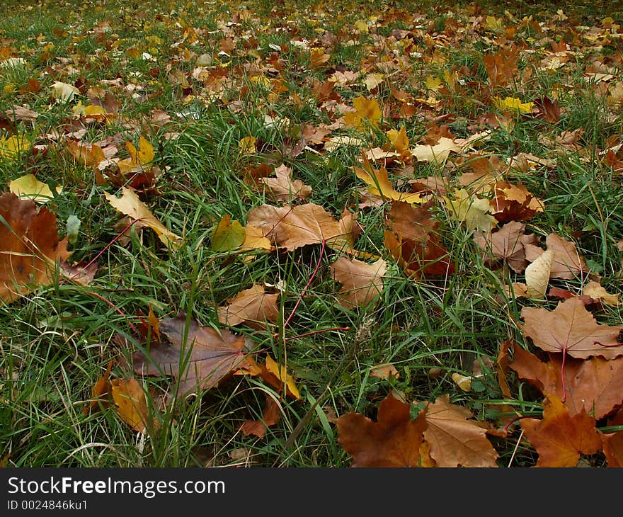 Autumn Leaves