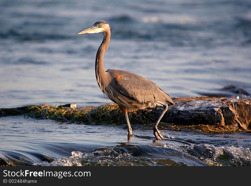 Walking great blue heron close-up