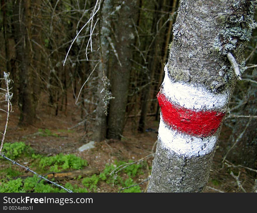 Marked path to the top of a mountain. Alps, Austria