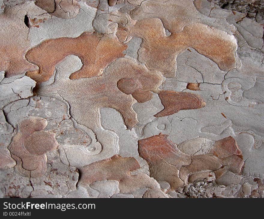 Abstract tree bark in closeup