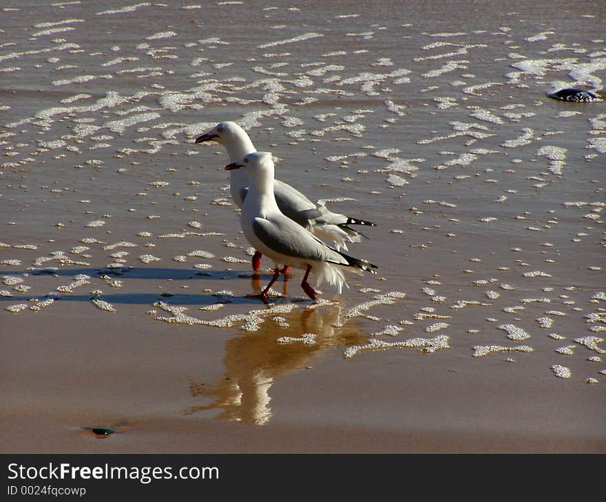 Gulls