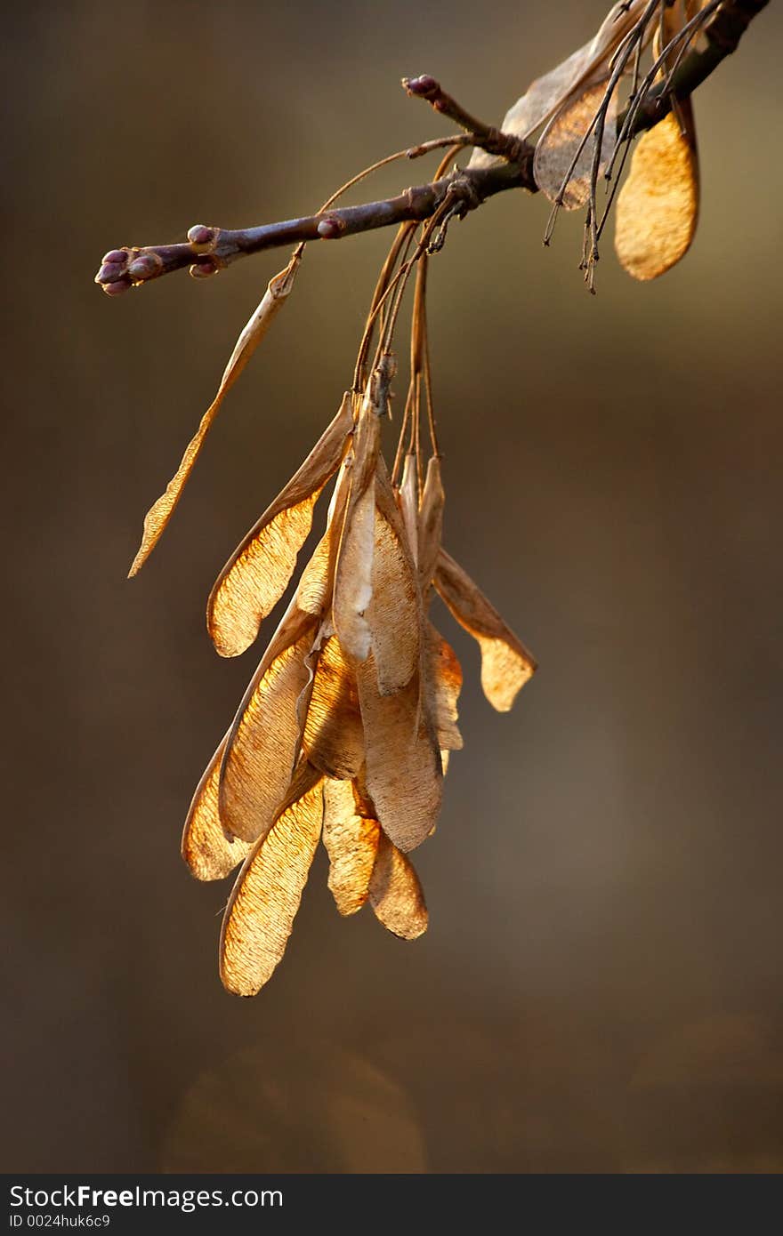 Lonely branch shined behind the low autumn sun. Lonely branch shined behind the low autumn sun