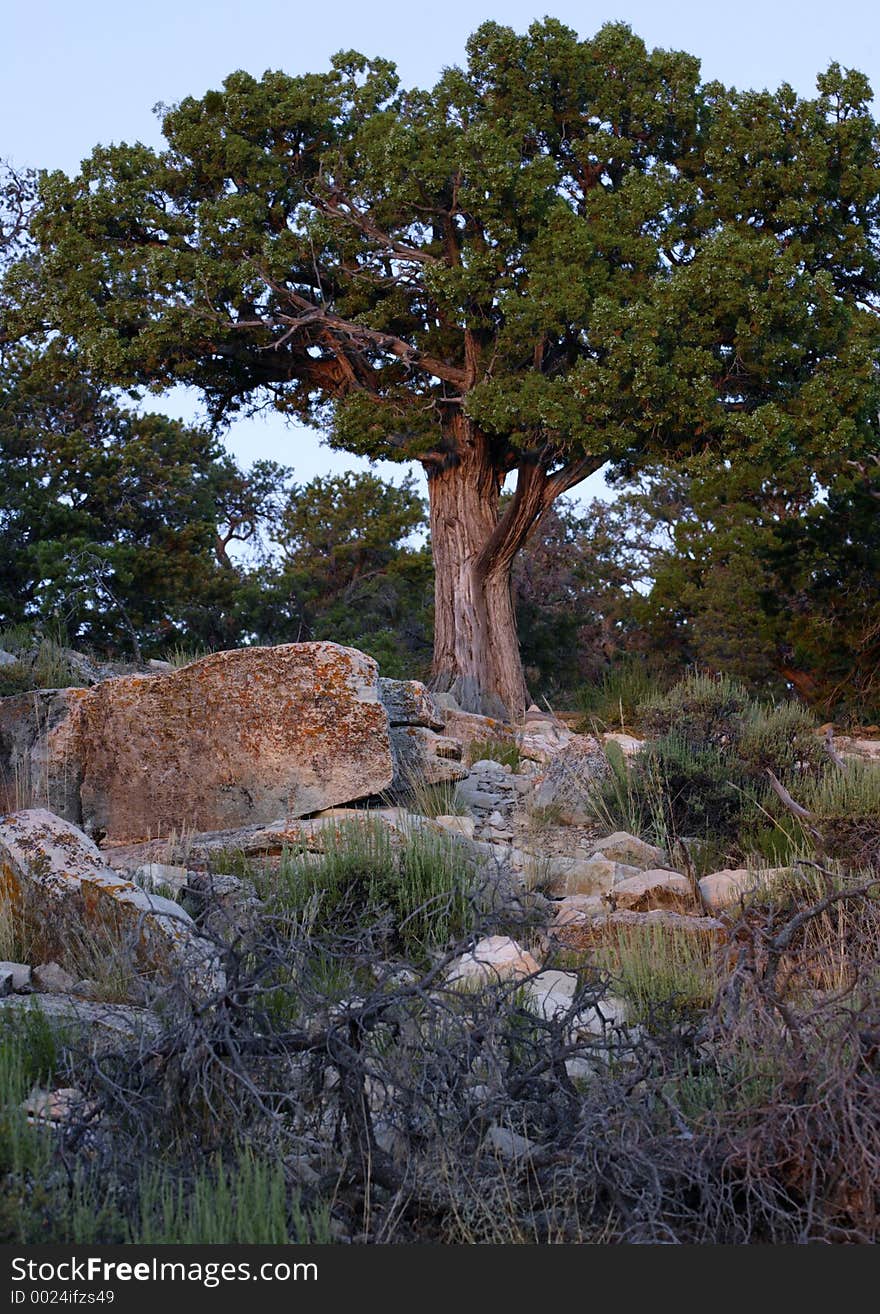 Old tree in desert setting. Old tree in desert setting.