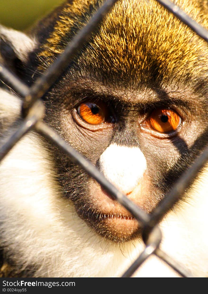 Captive monkey at the zoo