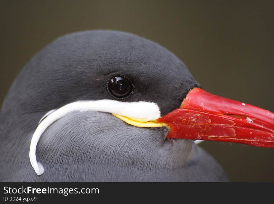 An inca tern at the zoo