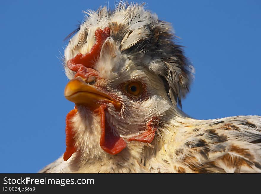 Close-up hen portrait on a blue background. Close-up hen portrait on a blue background