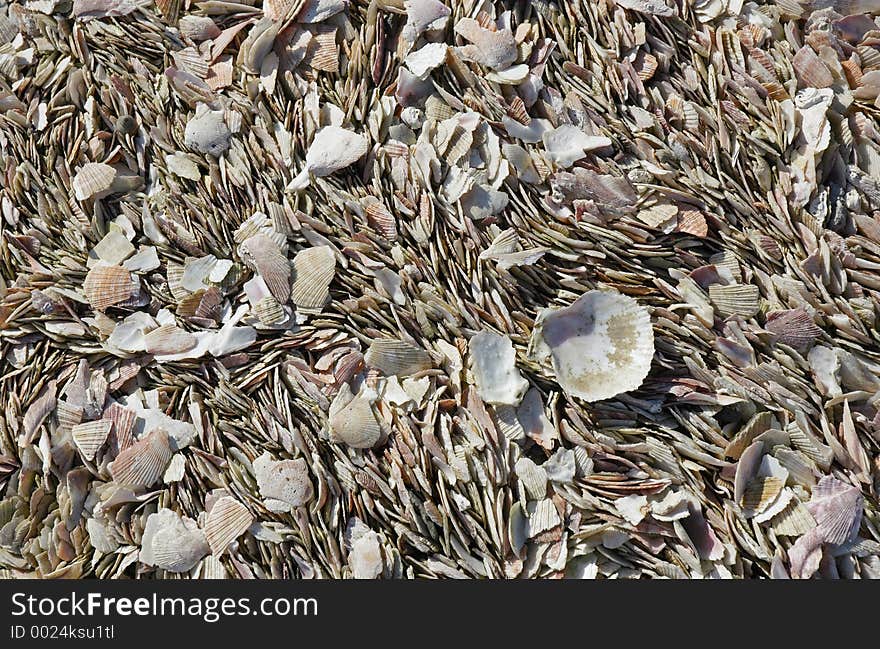 Texture of shells