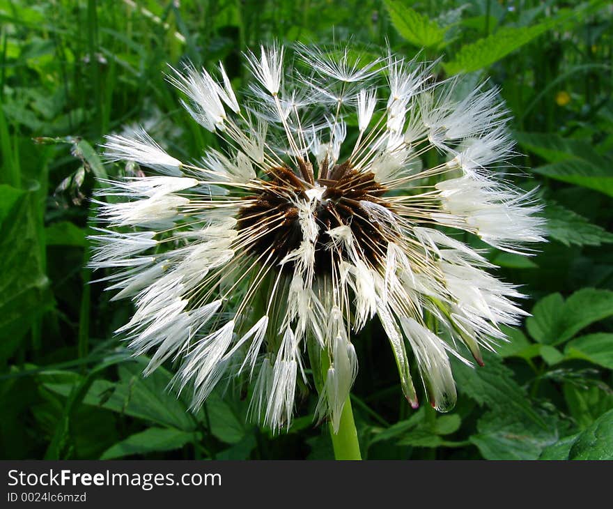 Dandelion growing in a grass after a rain. Dandelion growing in a grass after a rain