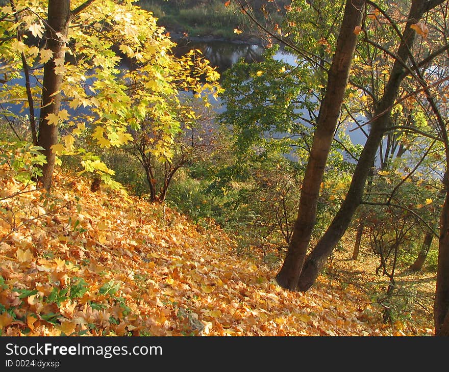 Autumn Maple Above The River