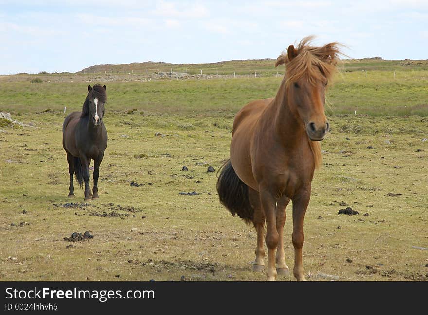 Icelandic horses, Iceland