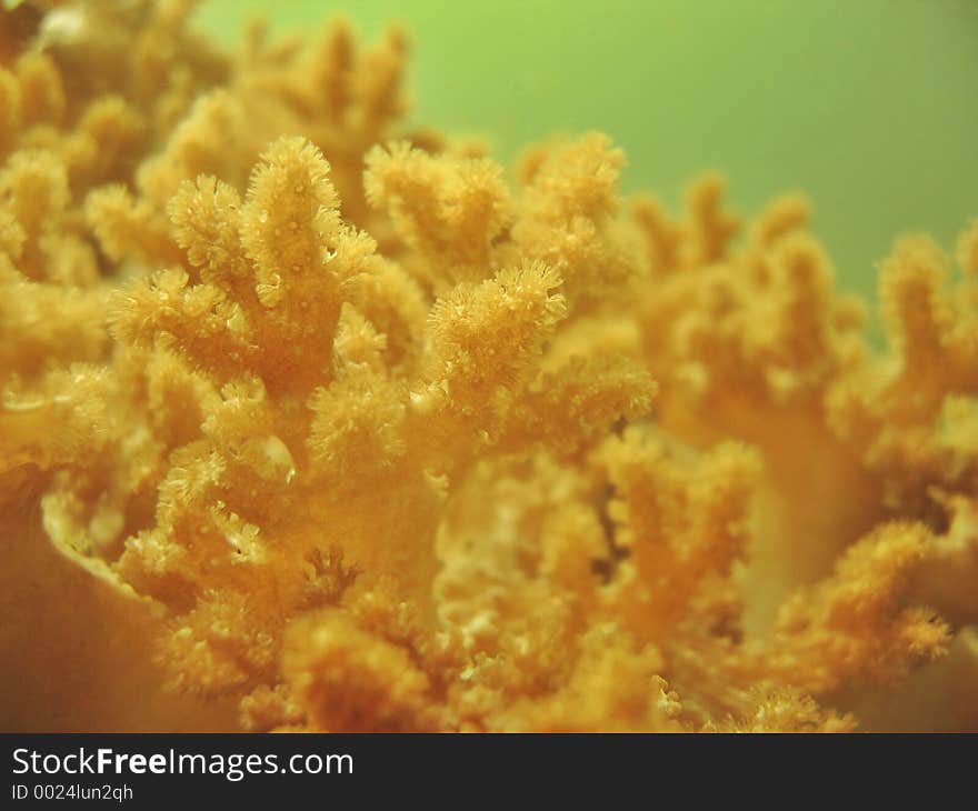 Soft color of soft coral. Soft color of soft coral