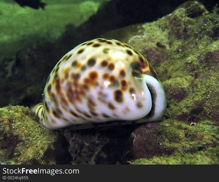 A beautiful cowry shell. A beautiful cowry shell