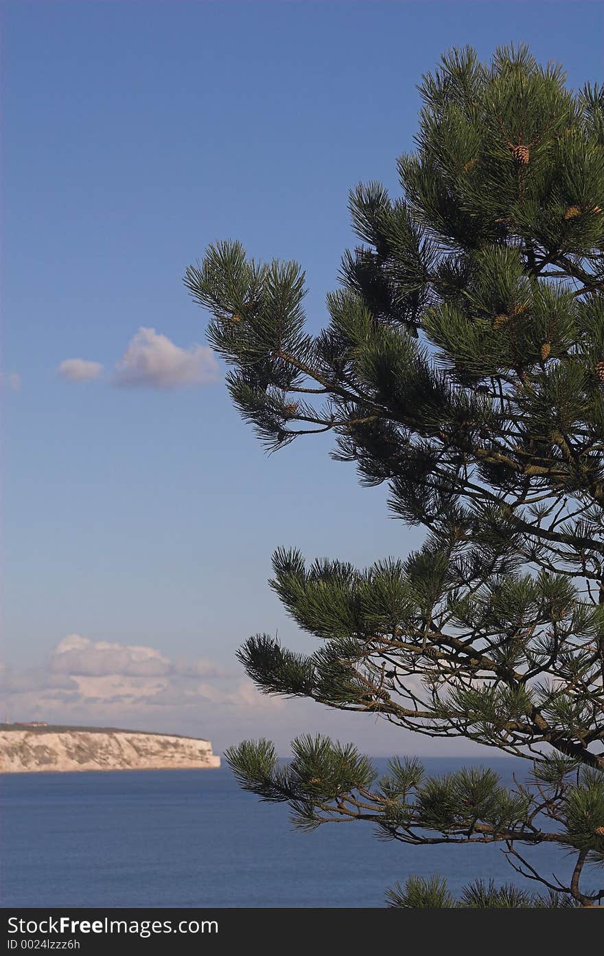 Conifer with sea & cliffs