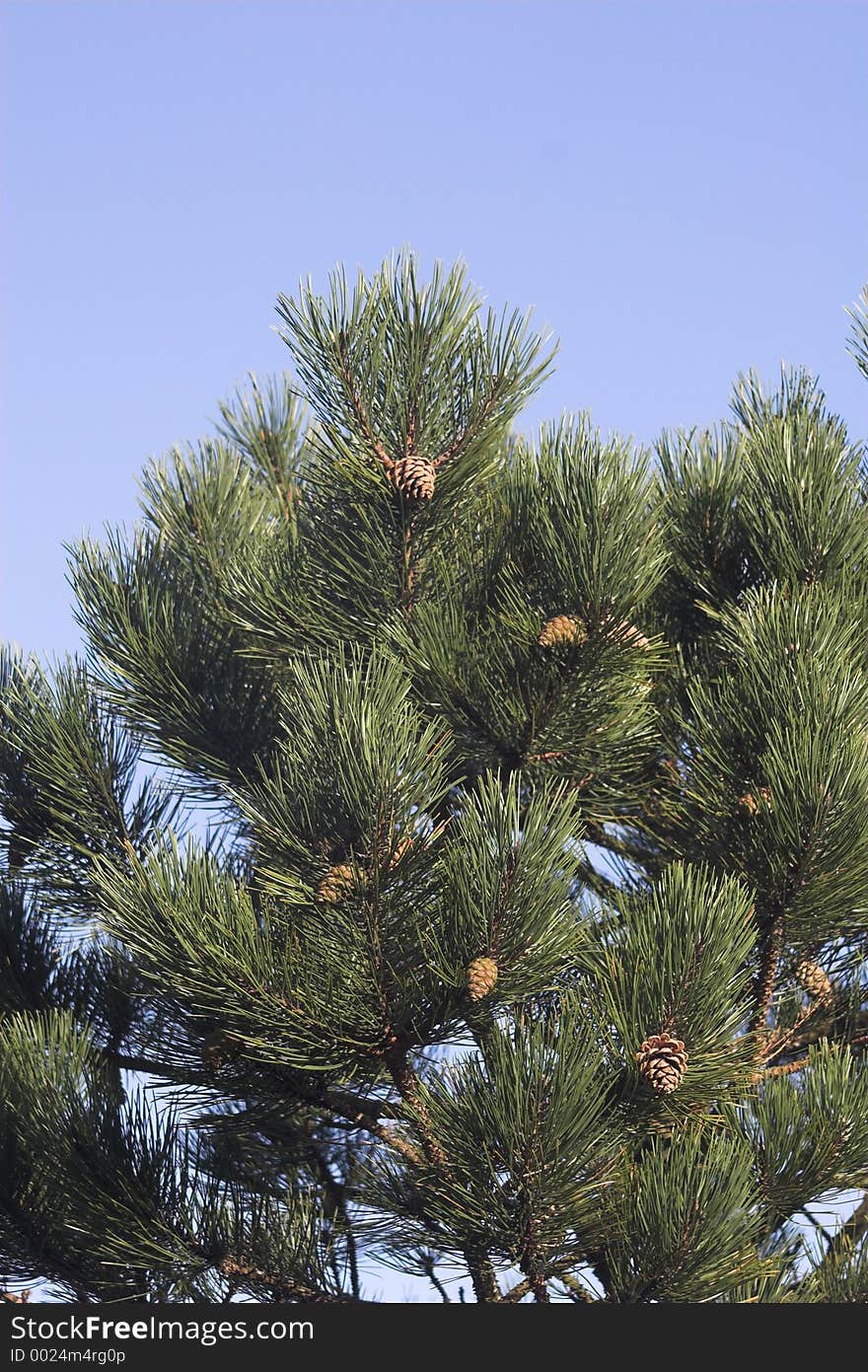 Conifer tree with blue sky