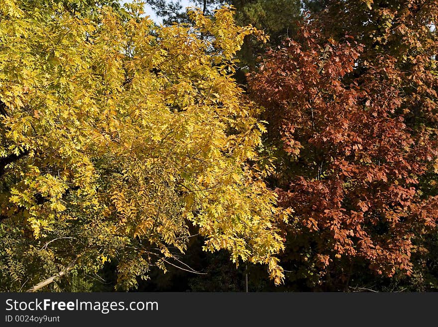 Two trees in autumn