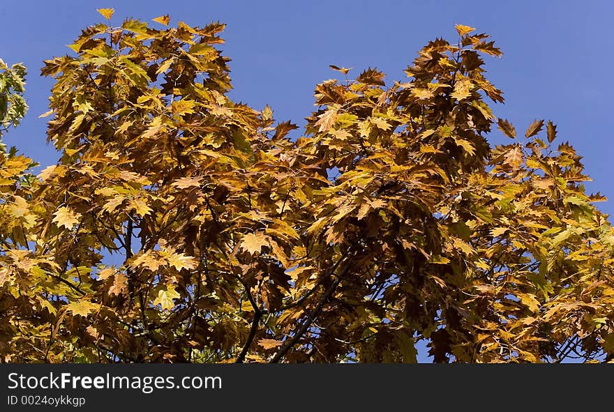 Autumn Foliage