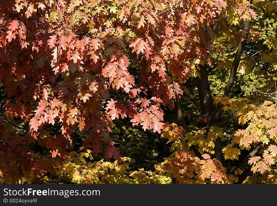 Autumn Foliage