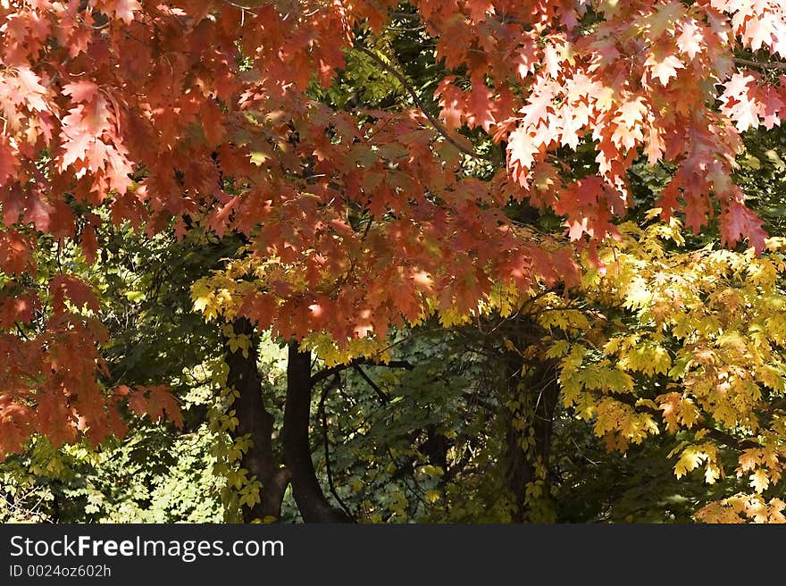 Autumn foliage