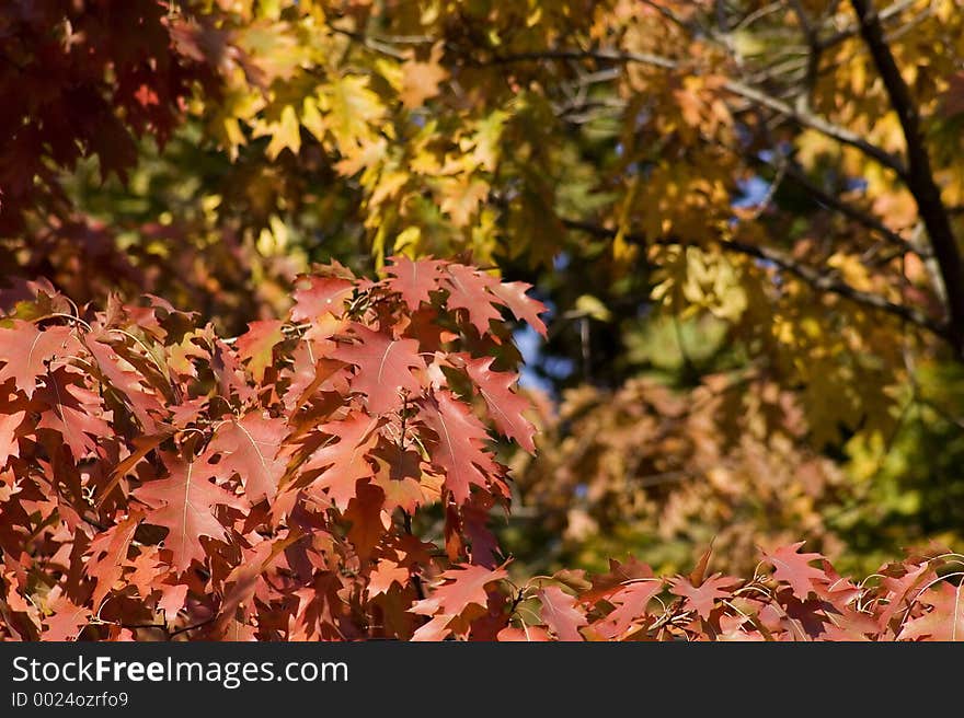 Autumn foliage