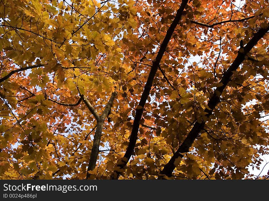 Autumn Foliage