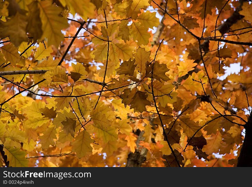 Autumn foliage