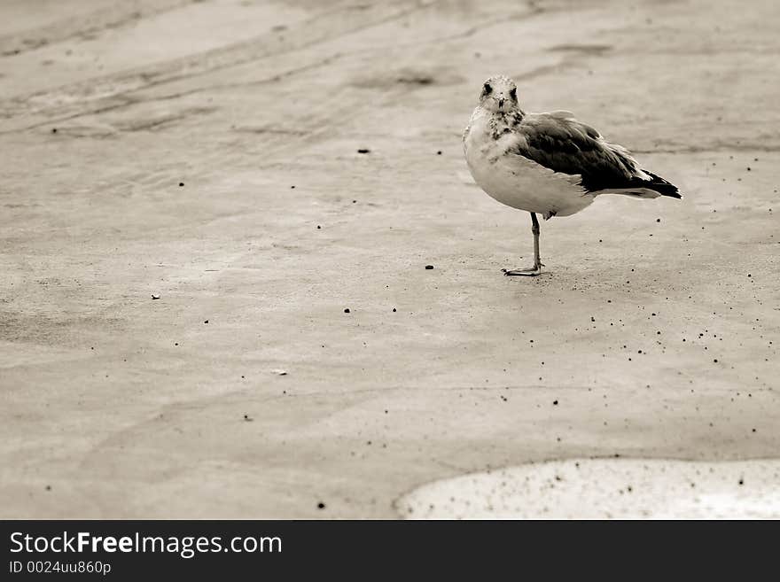 Black and white photo of a one-legged seagull. Black and white photo of a one-legged seagull