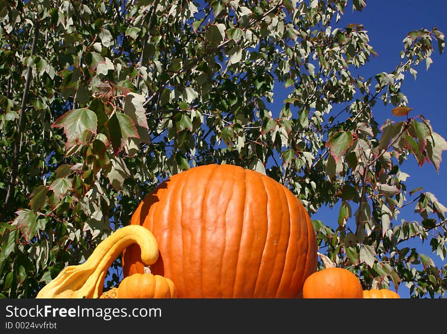 Pumpkins on a Ledge