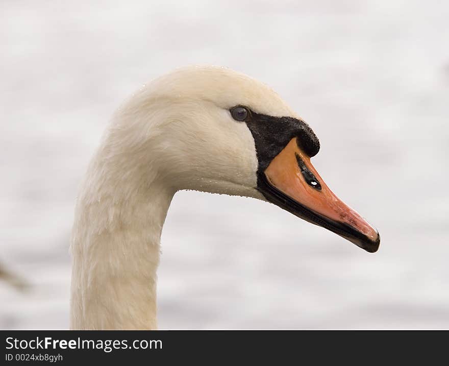 Curious swan