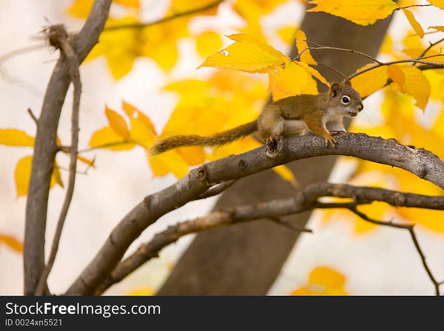 Red squirrel in a tree