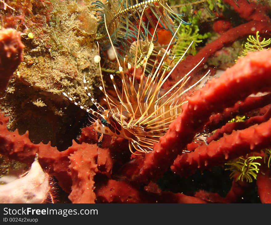 Shot at 14m on the Pinicle Dili East Timor... Beautiful example of a Hunting Lion Fish Shot with my Sont P150 and Sea and Sea Strobe.