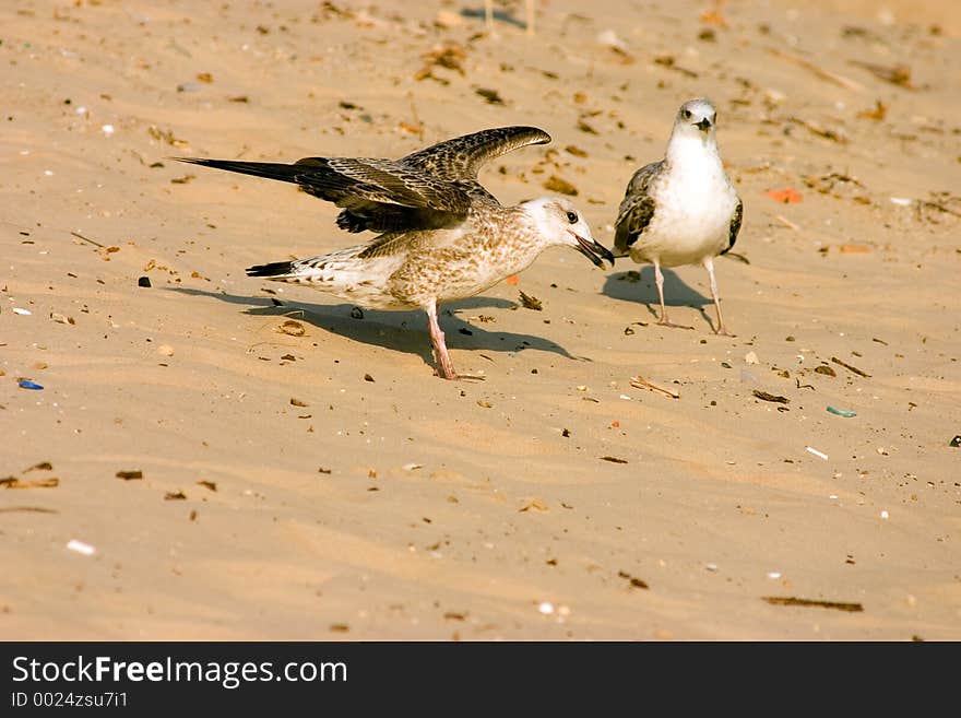 Seagulls on the beach