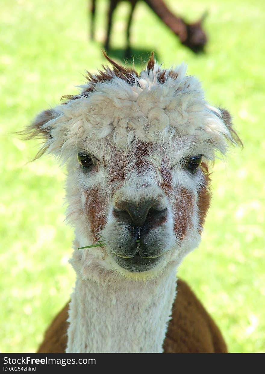 A Lama eating grass